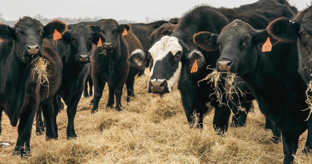 a group of cows eating hay