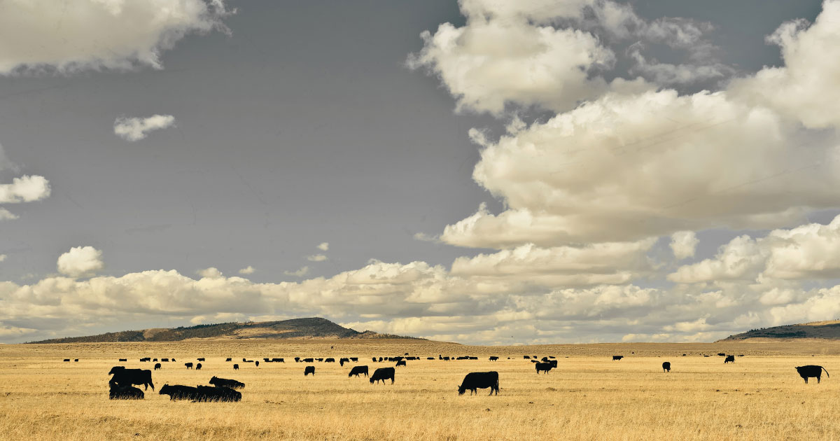 At Ranch Investor, we offer investment models to help you achieve your goal of owning a vast western ranch that aligns with your investment goals and financial capabilities.