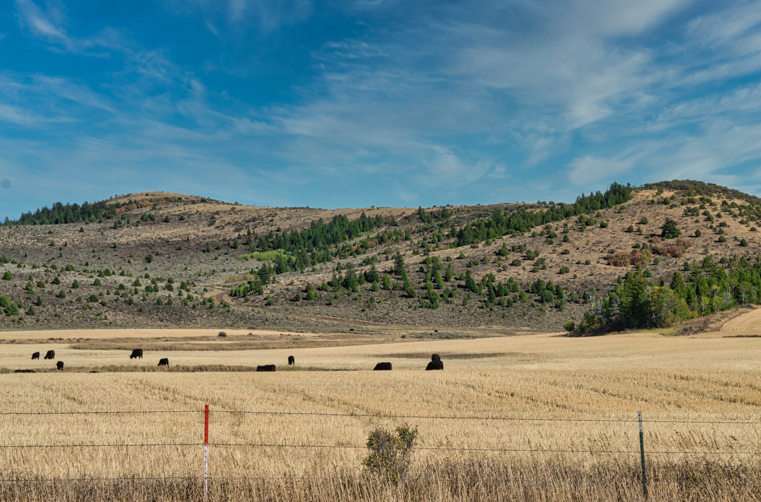 A landscape view of a dry grassy ranch field with several black cattle grazing.