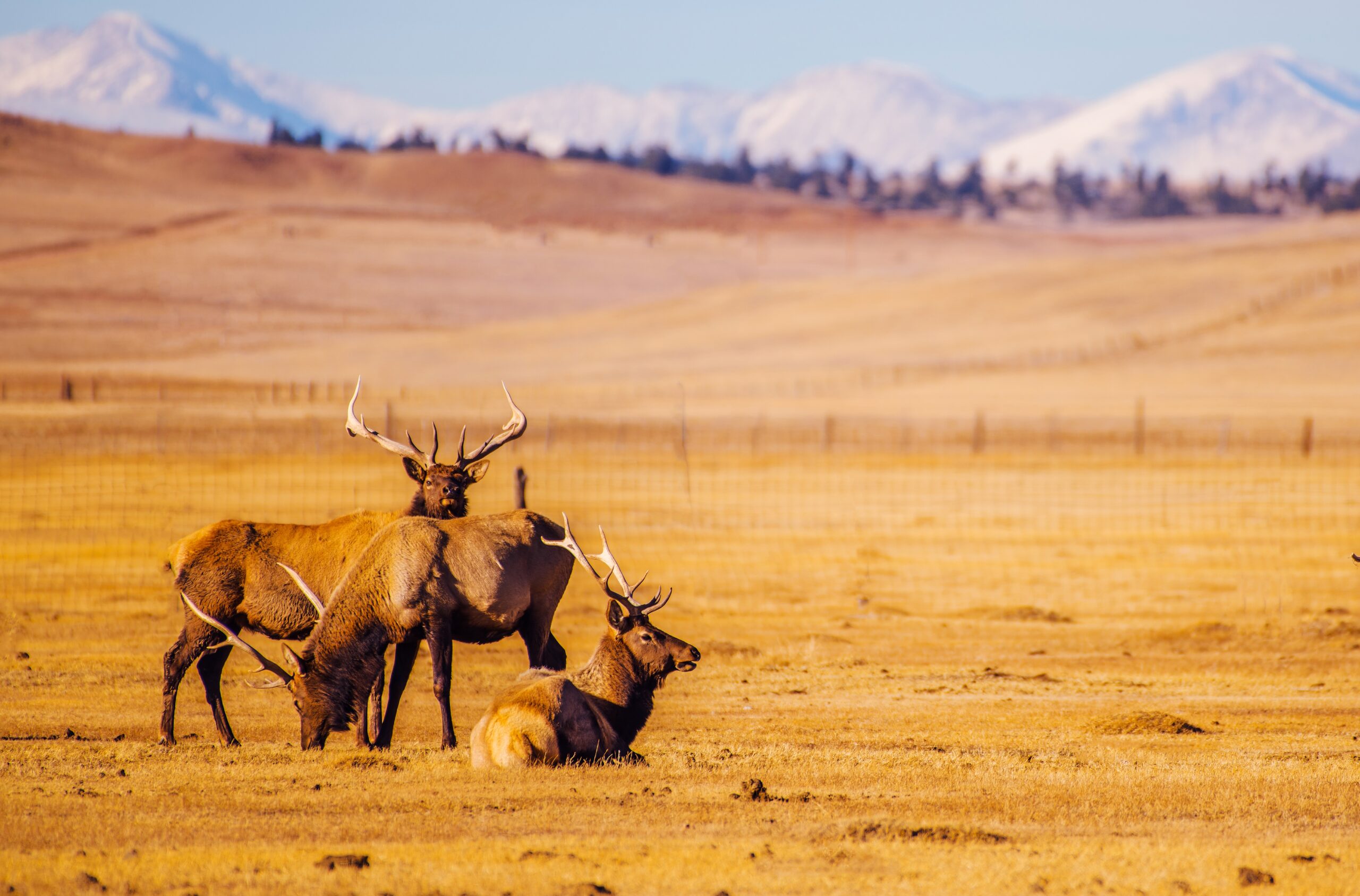 Three elk with antlers in a ranch field.